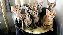 tumblr_m4ja16yPMo1rows1to1_250.gif