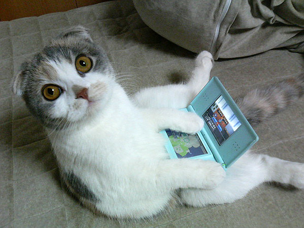 070124_cat.jpg