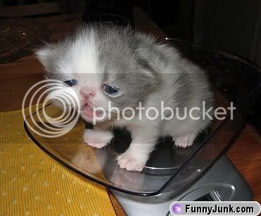 stupid_kitty.jpg