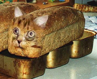 CATBREAD2.JPG