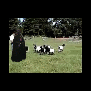 darthvsgoats2.gif
