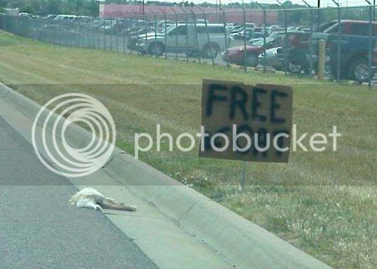 free-cat.jpg