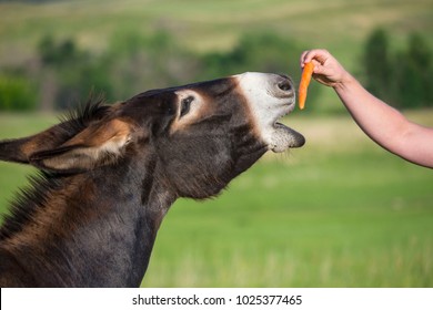 feeding-wild-donkey-burro-carrot-260nw-1025377465.jpg