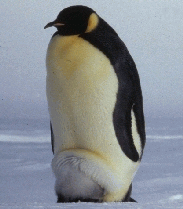 emperor-penguins.gif