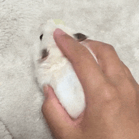 mouse GIF