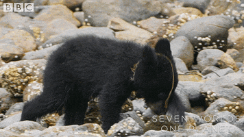 Baby Bear GIF by BBC Earth