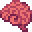 Brain
